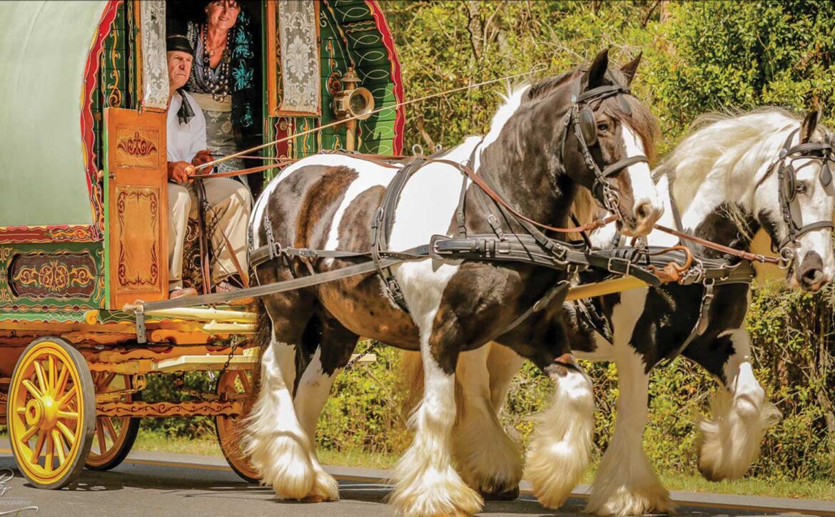 Gypsy Vanner