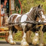 Gypsy Vanner Celebration