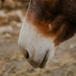 Miniature Donkey Extravaganza